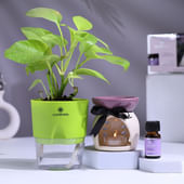 Money Plant In Self Watering Pot With Oil Burner