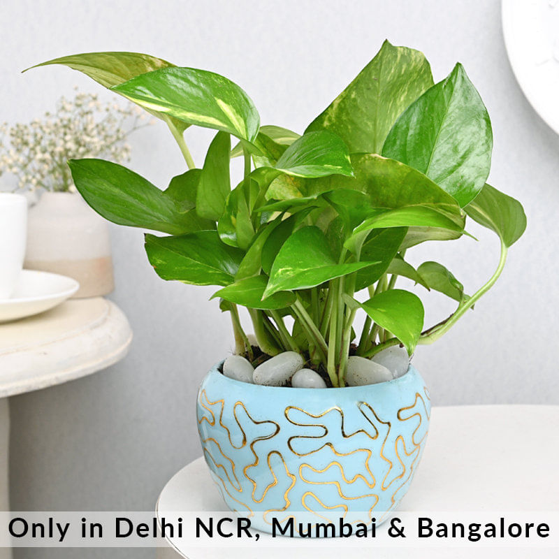 Money Plant In Sky Blue Pot