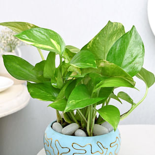 Buy Money Plant In Sky Blue Pot