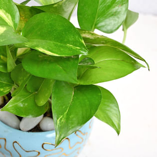 Money Plant In Sky Blue Pot Online