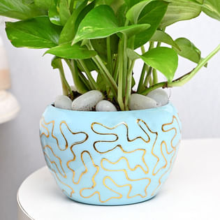 Buy Money Plant In Sky Blue Pot Online