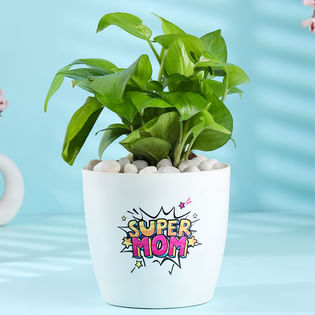 Money Plant In Super Mom White Pot