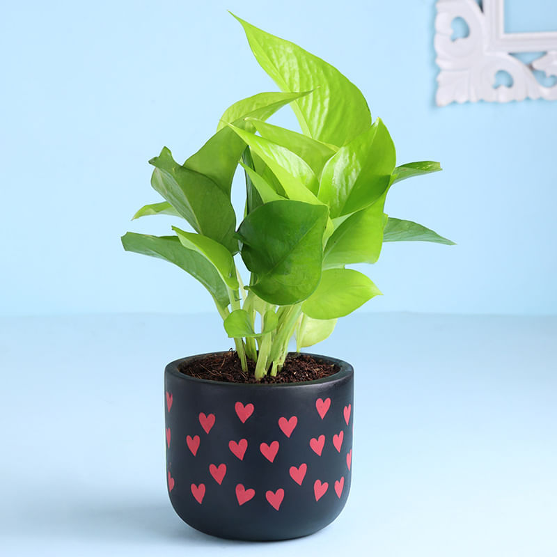 Money Plant In Sweetheart Terracotta Pot