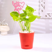 Money Plant In Taper Pot With Love Topper