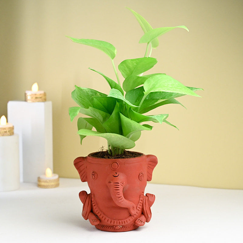 Money Plant In Terracotta Ganesha Planter