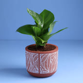 Money Plant in Terracotta Pot