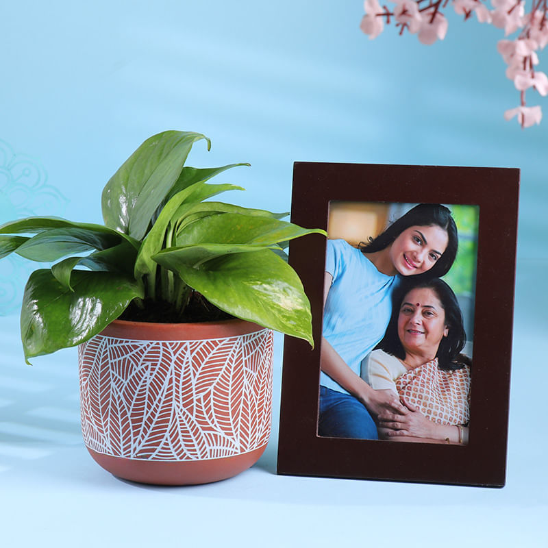 Money Plant In Terracotta Pot N Photo Frame Duo