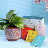 Money Plant In Terracotta Pot N Tea Duo