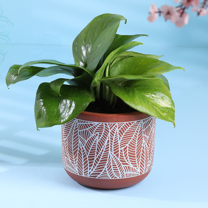 Product Image Video