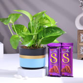 Money Plant In Terracotta Pot With Chocolates