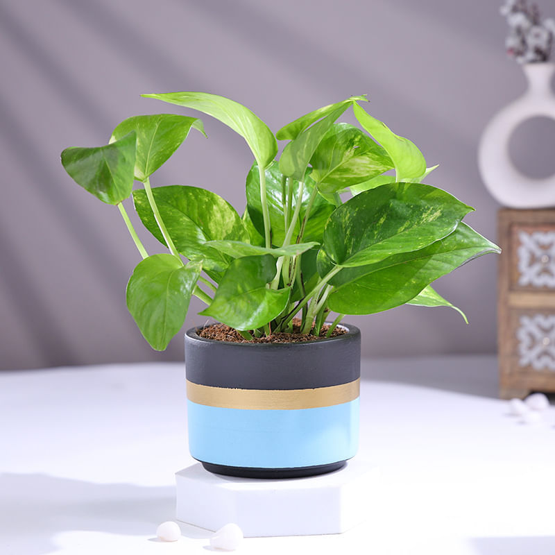 Product Image Video