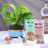 Money Plant In Terracotta Pot With Dry Fruits