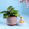Money Plant In Terracotta Pot With Ganesha Idol
