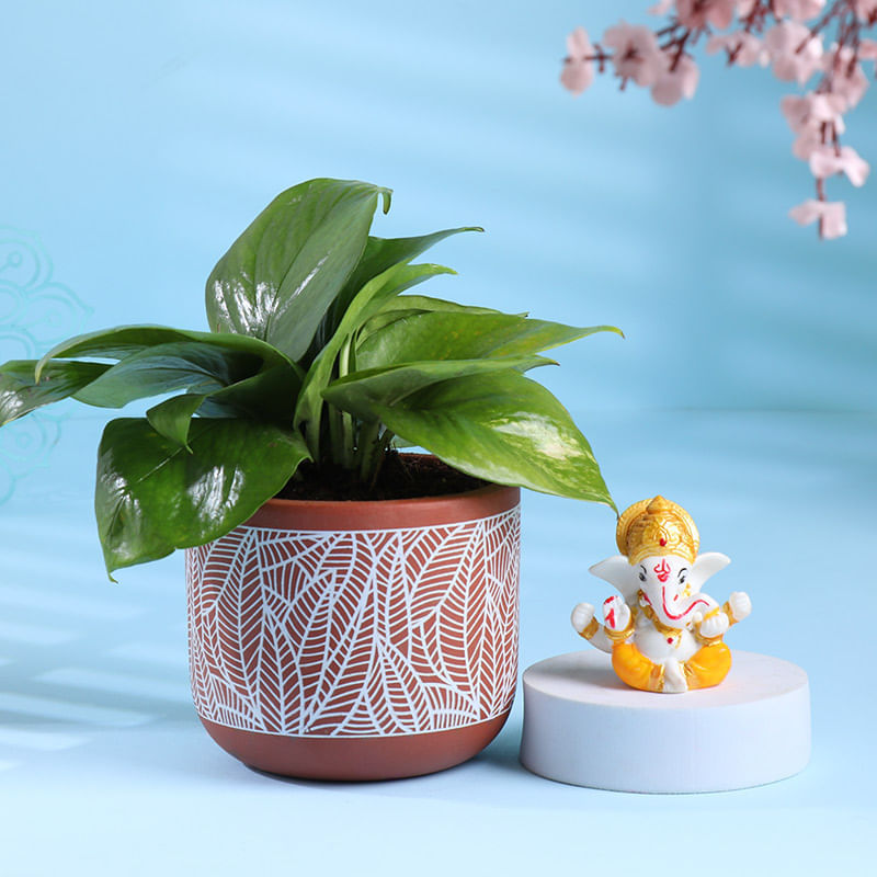 Money Plant In Terracotta Pot With Ganesha Idol
