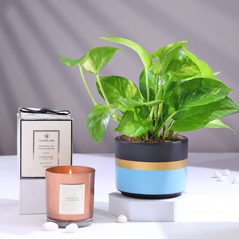 Money Plant In Terracotta Pot With Scented Candle