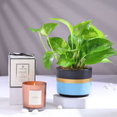 Money Plant In Terracotta Pot With Scented Candle
