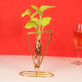 Money Plant In Triangle Single Tube Vase
