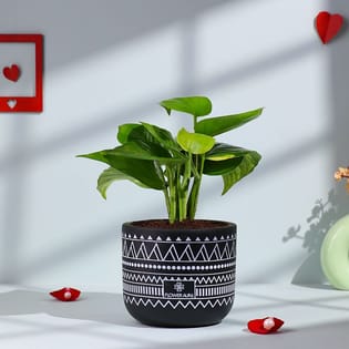 Money Plant In Tribal Charm Black Pot