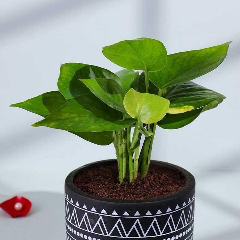 Product Image Video