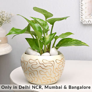 Money Plant In White Golden Pot