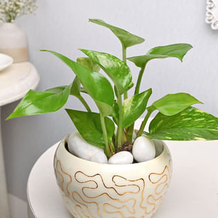 Buy Money Plant In White Golden Pot