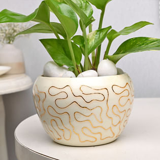 Shop Money Plant In Pot Online