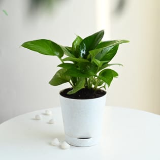 Money Plant In White Self Watering Pot