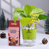 Money Plant N Almond Rocks For New Year
