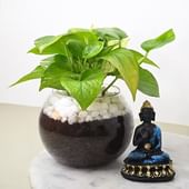 Money Plant N Buddha Idol