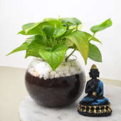 Money Plant N Buddha Idol
