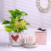 Money Plant N Candle Combo For Mom