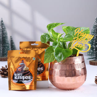 Money Plant N Choco Kisses For New Year