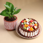 Money Plant N Fruit Medley Chocolate Cake
