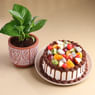 Money Plant N Fruit Medley Chocolate Cake