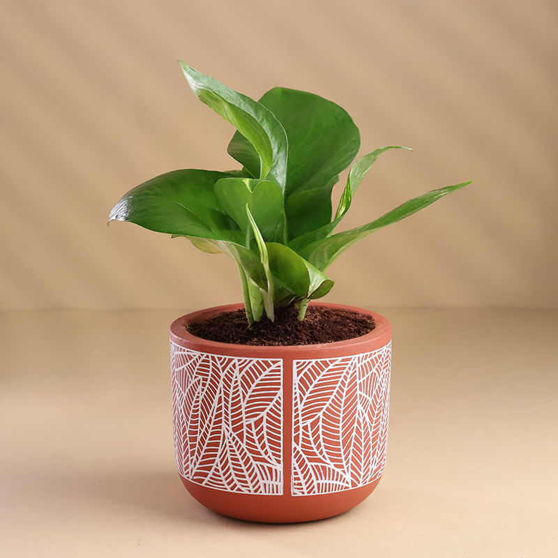 Product Image Video