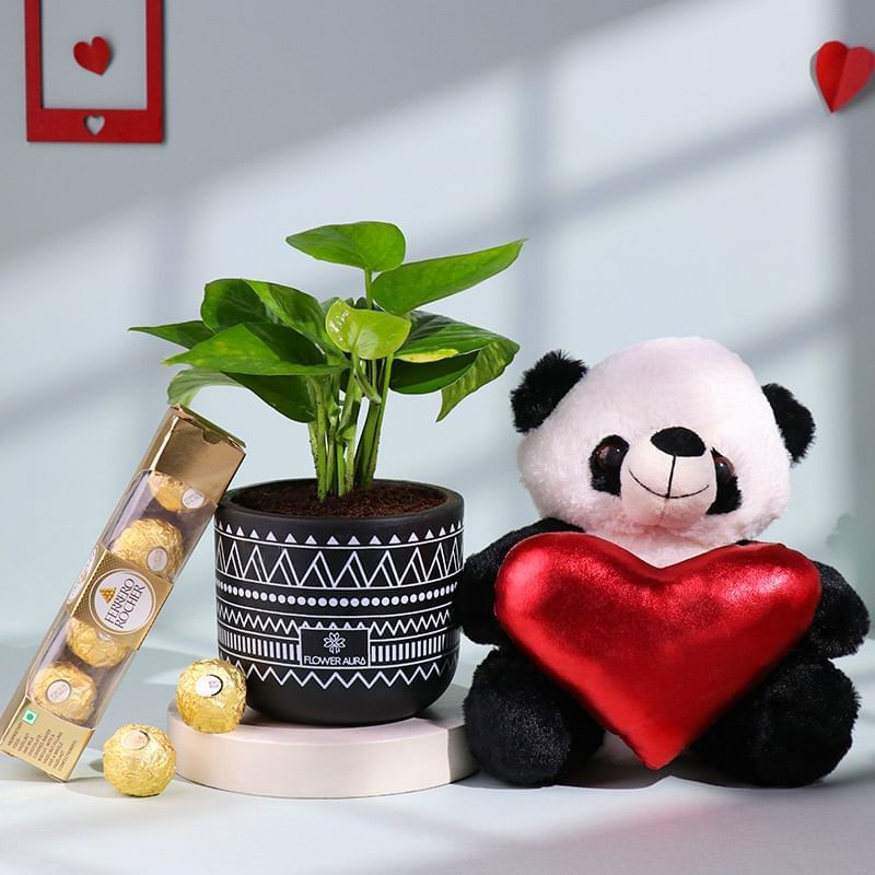 Money Plant N Love Charms Hamper