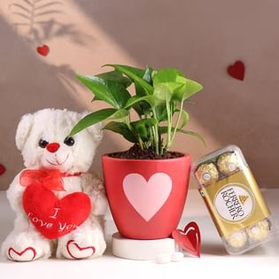 Money Plant N Love Treats Hamper