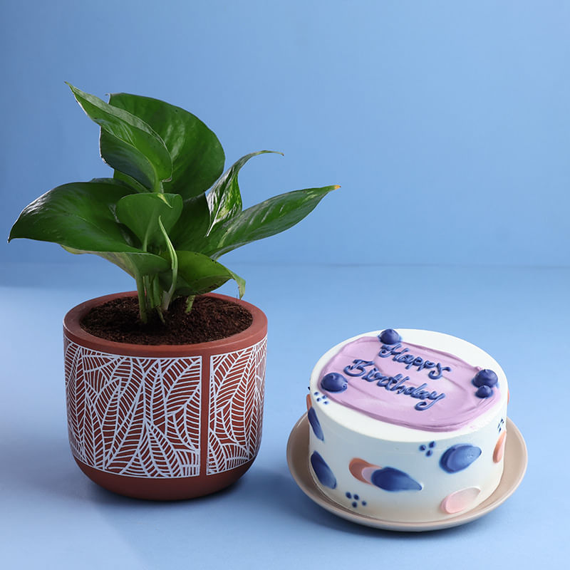 Money Plant N Mini Chocolate Cake