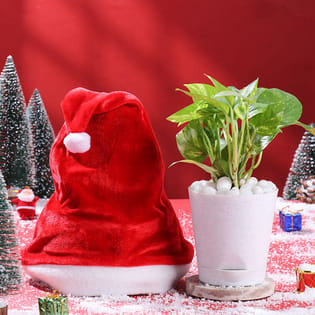 Money Plant N Santa Cap Xmas Combo