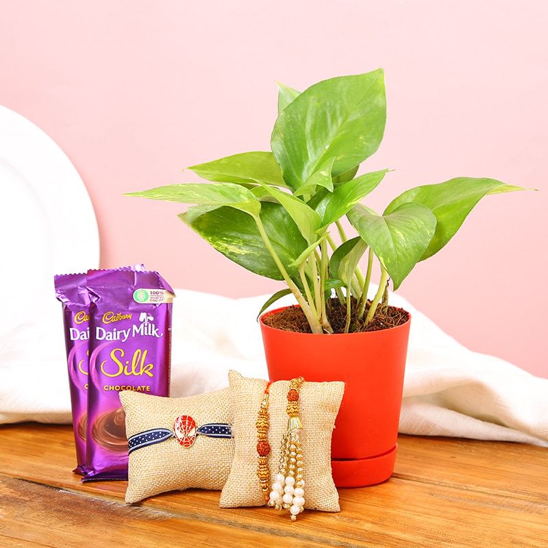 Money Plant Rakhi Chocolate
