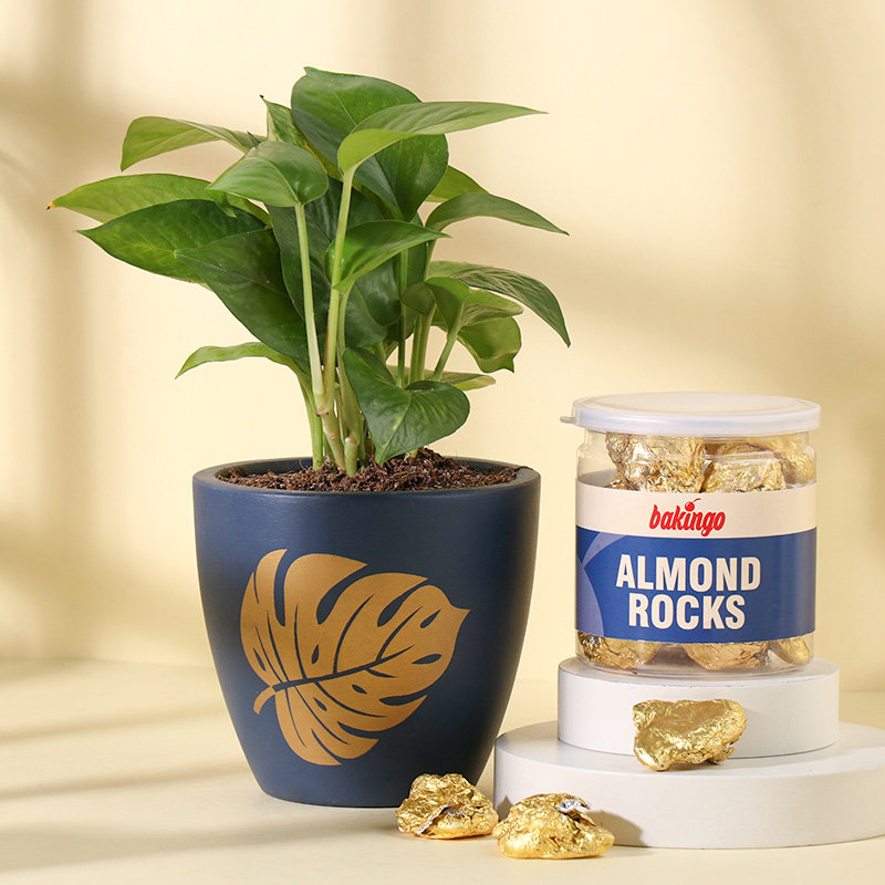 Money Plant With Almond Rocks Hamper