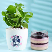 Money Plant with Blueberry Jar Cake Delight