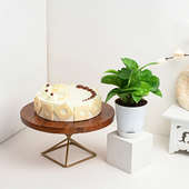 Combo Of Money Plant With Butterscotch Cake