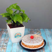 Money Plant with Butterscotch Cake Combo for Mom
