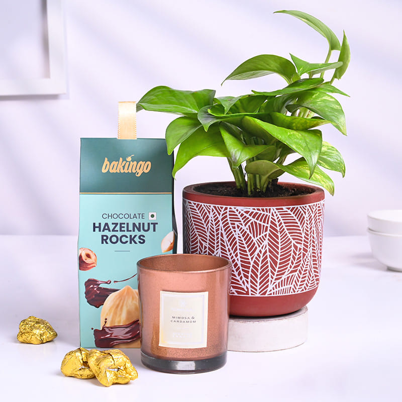 Money Plant With Choco Nuts N Scented Candle