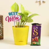 Money Plant With Chocolate Combo For Mom