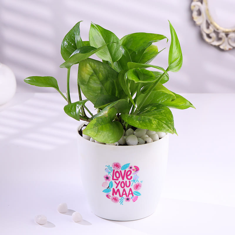 Product Image Video
