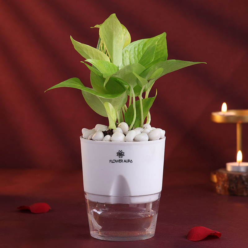 Product Image Video