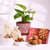 Money Plant With Diwali Treats N Diyas