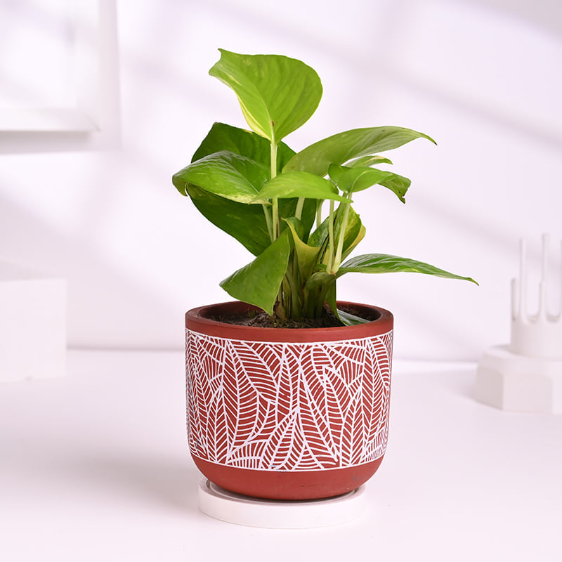 Money Plant With Diwali Treats N Diyas
